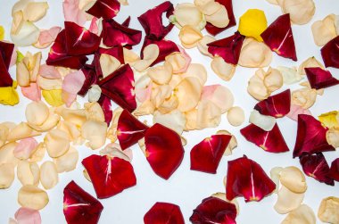 Sarı ve kırmızı petal gül izole