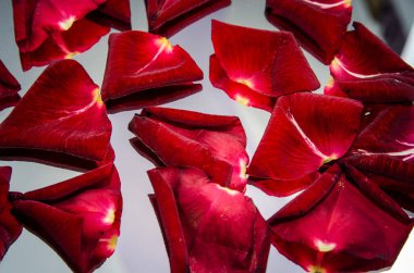 çiy damlaları ve gül yaprağı. Sevgililer günü kavramı