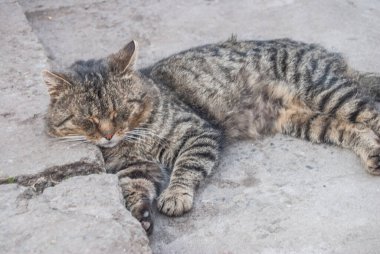 Kırmızı kedi yakın çekim portre