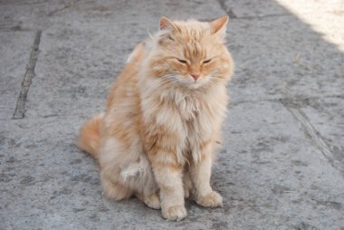 Kırmızı kedi yakın çekim portre