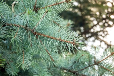 Yeşil çam ağacı yakın plan