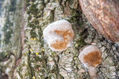 bir ağaç üzerinde mantar