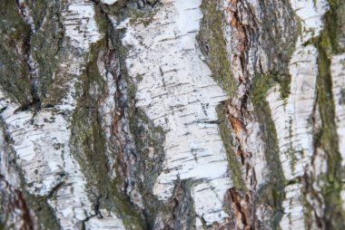 Ağaç kabuğu dokusu kapat