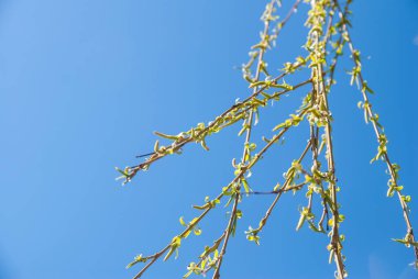 bahar söğüt dalları kapanır