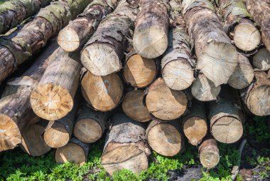 Odunlar istiflendi ve soğuk kış günleri için hazır.