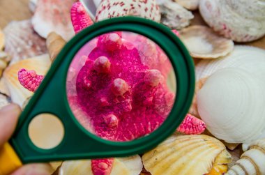 arka plan olarak büyüteç altındaki deniz kabukları