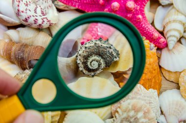 arka plan olarak büyüteç altındaki deniz kabukları