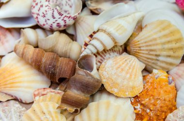 Arka planda bir sürü farklı deniz kabuğu ve deniz tarağı var.