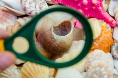 arka plan olarak büyüteç altındaki deniz kabukları