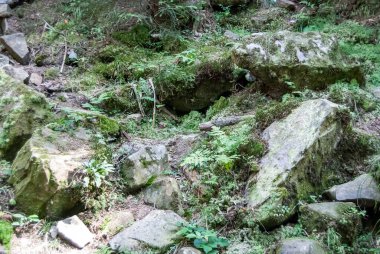 Yosun kaplı taş, yakın plan.