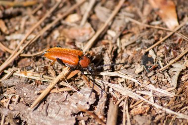 Sarı böcek yerde sürünüyor.