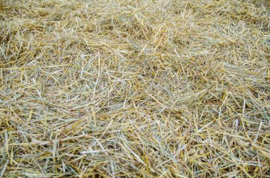 kuru saman makro çekim