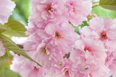 Japon sakurasının güzel dalları ilkbaharda çiçek açtı.