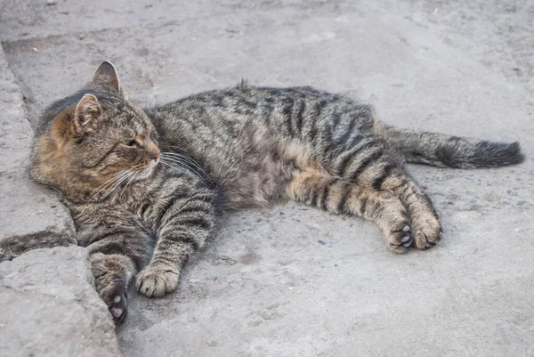 Kırmızı Kedi Yakın Çekim Portre — Stok fotoğraf