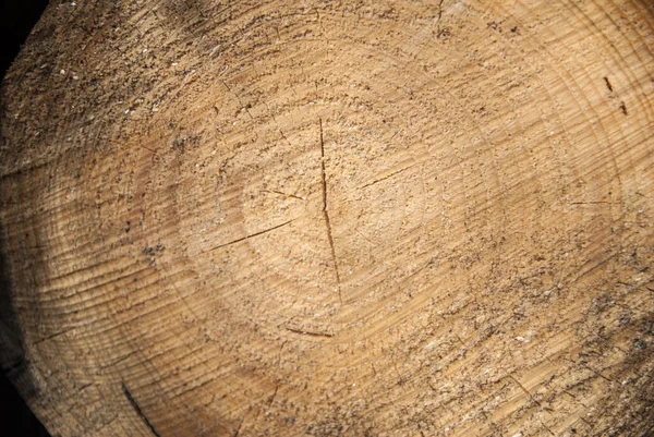 Toco Close Árvore Derrubada Seção Tronco Com Anéis Anuais — Fotografia de Stock