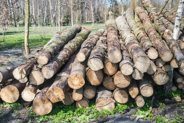 Odunlar Istiflendi Soğuk Kış Günleri Için Hazır — Stok fotoğraf