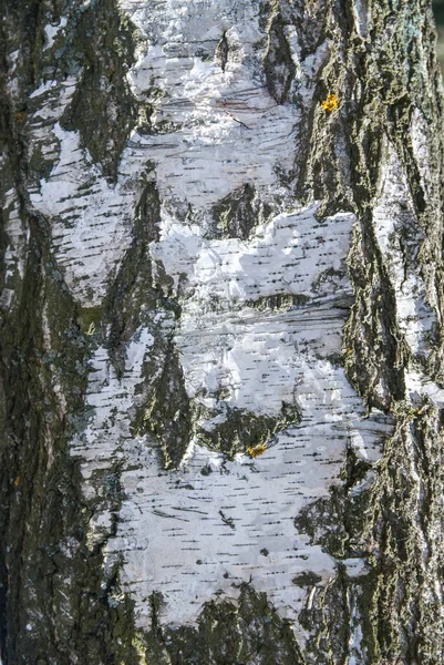 Birch Casca Textura Close — Fotografia de Stock