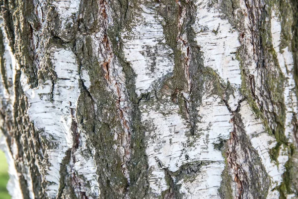Textur Der Birkenrinde Aus Nächster Nähe — Stockfoto