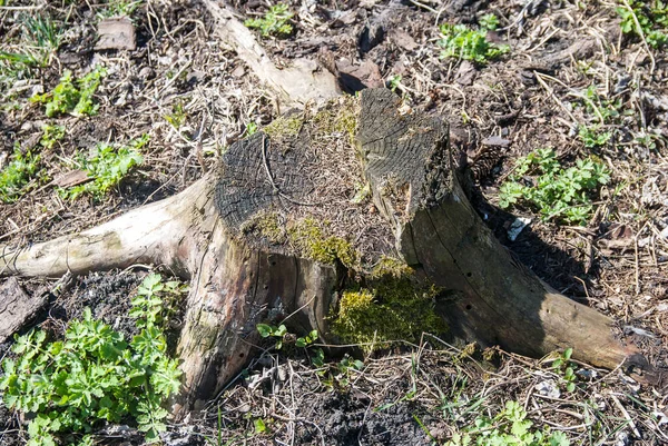 Top view of tree stump