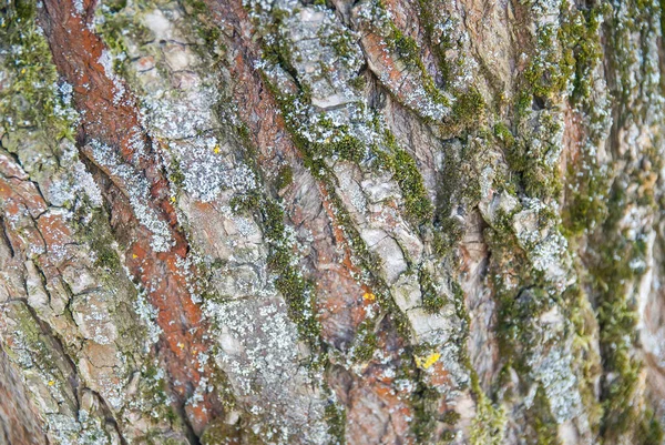Těsná Textura Kůry Stromu — Stock fotografie