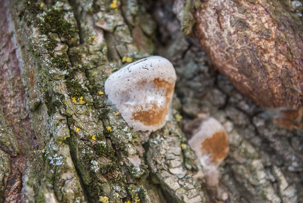 Cogumelo Uma Árvore — Fotografia de Stock