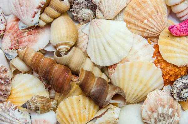 Arka Planda Bir Sürü Farklı Deniz Kabuğu Deniz Tarağı Var — Stok fotoğraf