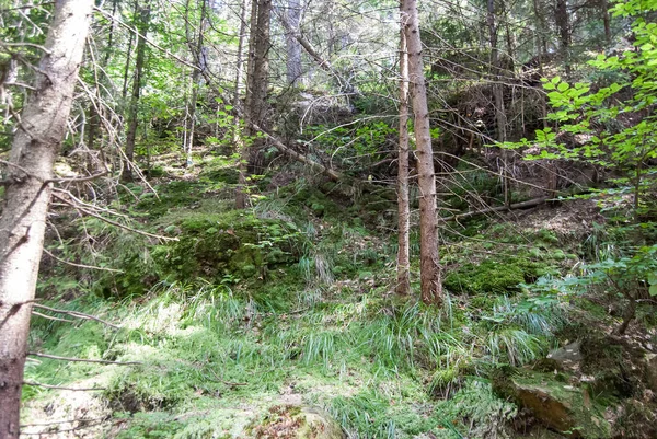 山の森の苔むした木 — ストック写真