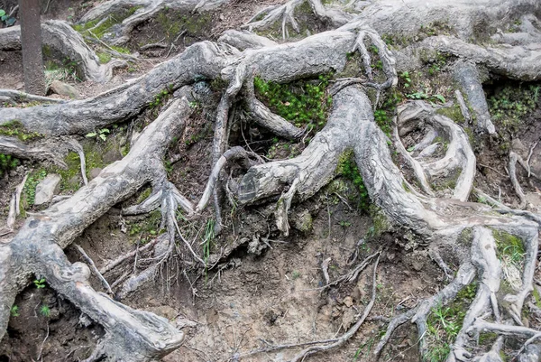 stock image structure of roots of a tree