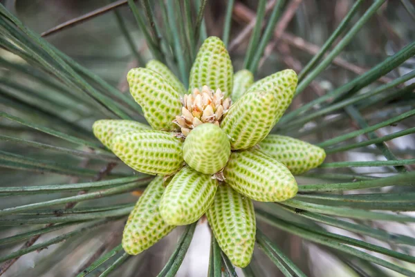 Nieuwe Dennenboom Kleine Kegels Met Naalden Zonlicht Close Schot Achtergrond — Stockfoto