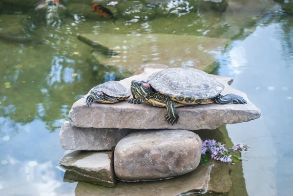 Zwei Kleine Schildkröten Liegen Auf Felsen Und Sonnen Sich Der — Stockfoto