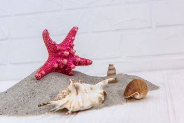 Ahşap arka planda kumlu deniz kabukları