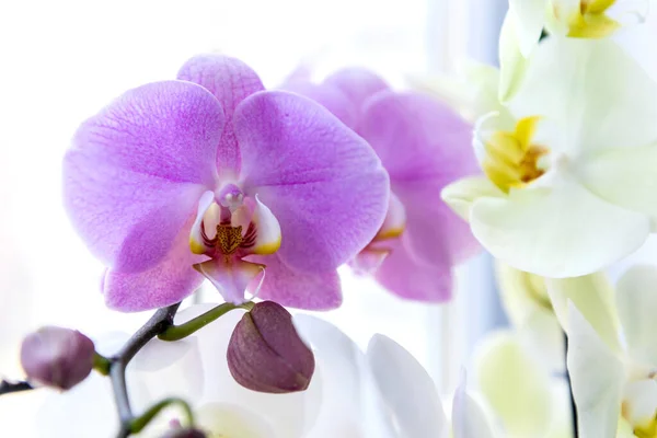 Colorful Blooming Orchid Flower Close — Stock Photo, Image