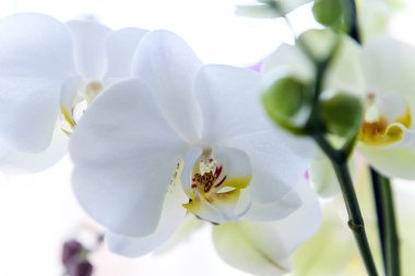 Beyaz orkide beyaz arkaplanda izole edilmiştir