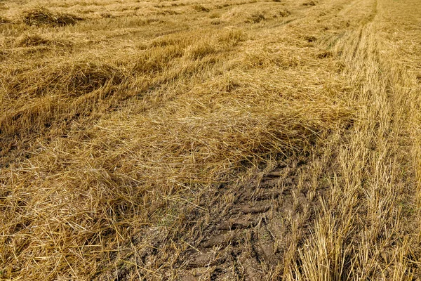 Golden Straw Field Machine Trace Ground — Stock Photo, Image
