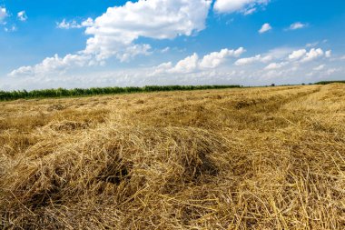 Mavi gökyüzü ve sarı arazi manzarası