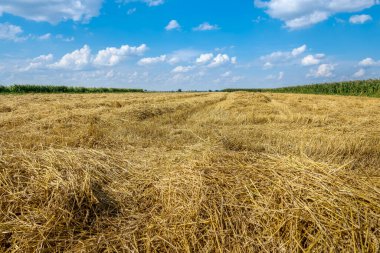Mavi gökyüzü ve sarı arazi manzarası