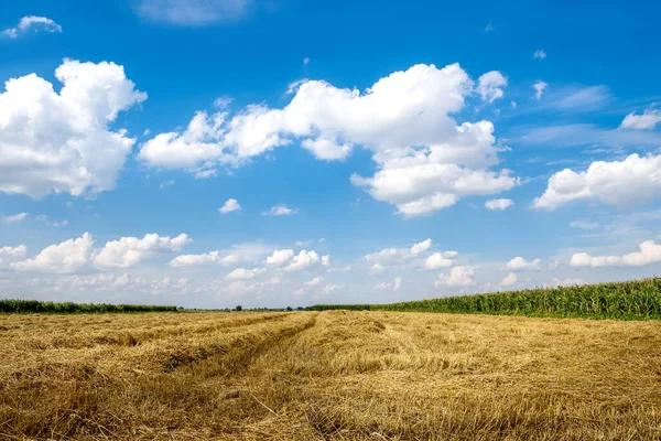 Landscape of blue sky and yellow field