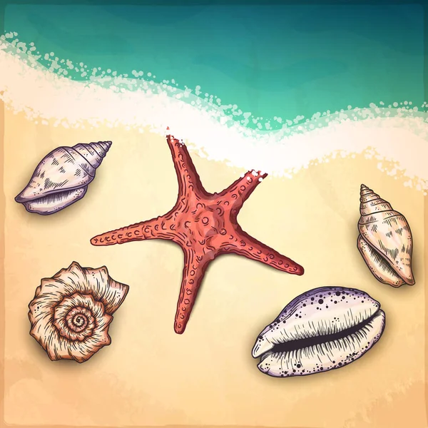 Conchas marinas y estrellas de mar en la playa . — Archivo Imágenes Vectoriales