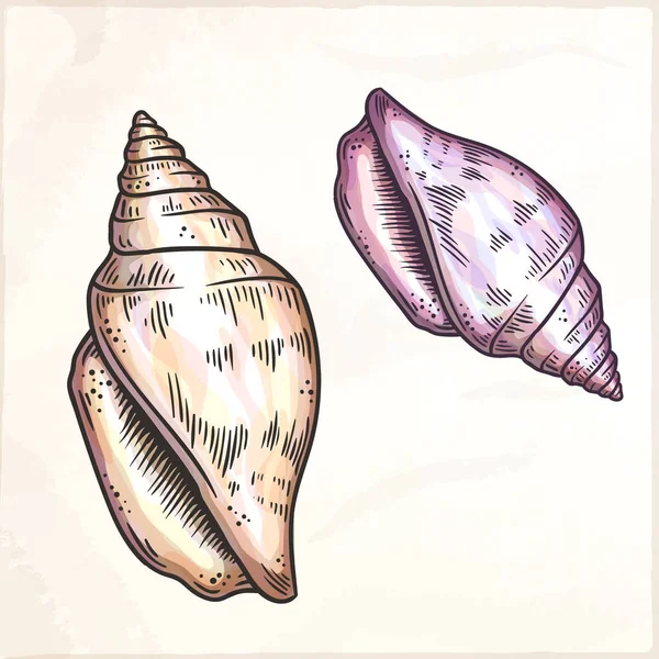 Cartoon seashell illustration. — Stock vektor
