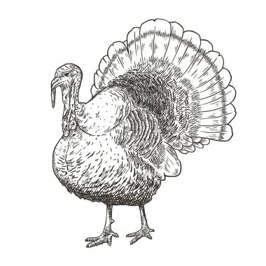 Vektör çizim Türkiye'nin el çekilmiş.