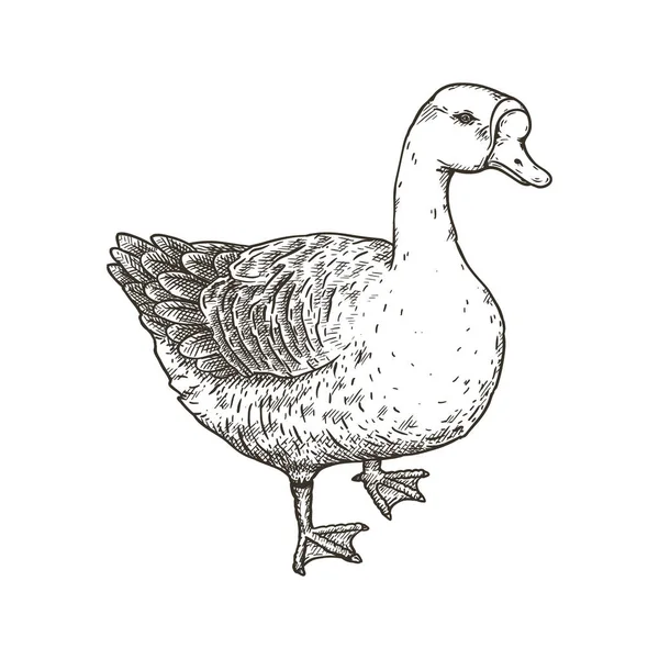Ilustração do vetor desenhado à mão de ganso . — Vetor de Stock