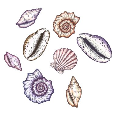 Çizgi film seashell illüstrasyon.