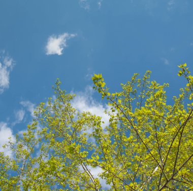 Huş ağacı dalları gökyüzü parlak yaprakları ile.