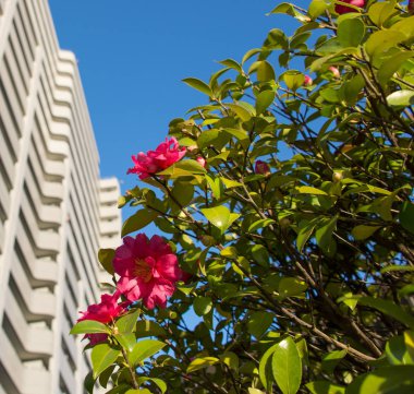 Kırmızı kamelya çiçekler.