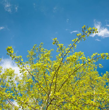 Huş ağacı dalları gökyüzü parlak yaprakları ile.