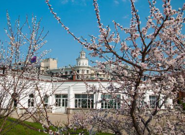 kiraz çiçeği ağacı