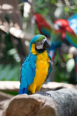 Amerika papağanı papağan mavi ve sarı 