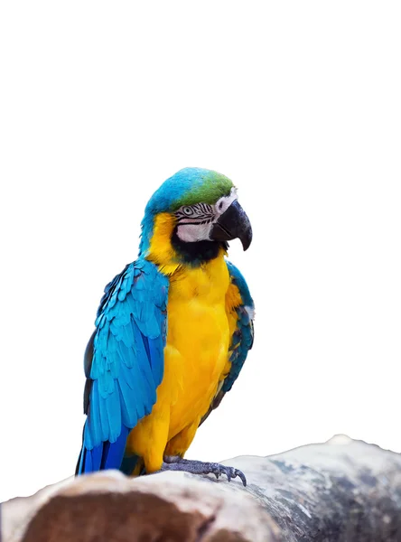 Macaw azul e amarelo sobre fundo branco — Fotografia de Stock