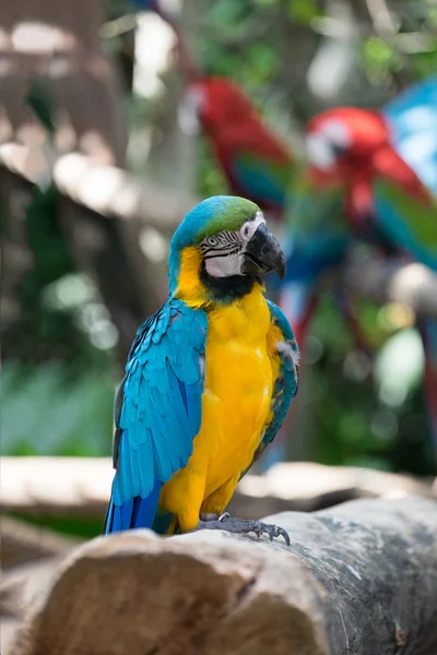 Amerika papağanı papağan mavi ve sarı 