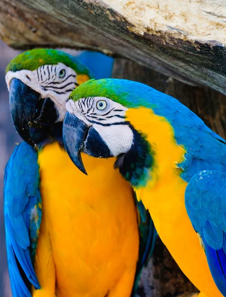 Zblízka modré a žluté macaw — Stock fotografie